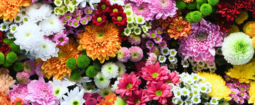 Fleurs
