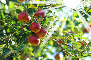 Fruits