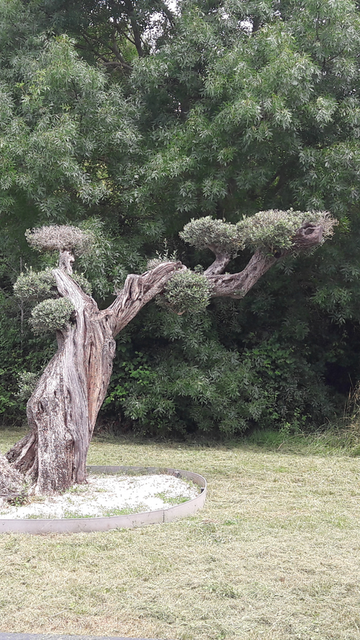 Taille d'oliviers et d'arbustes à l'Isle-Jourdain